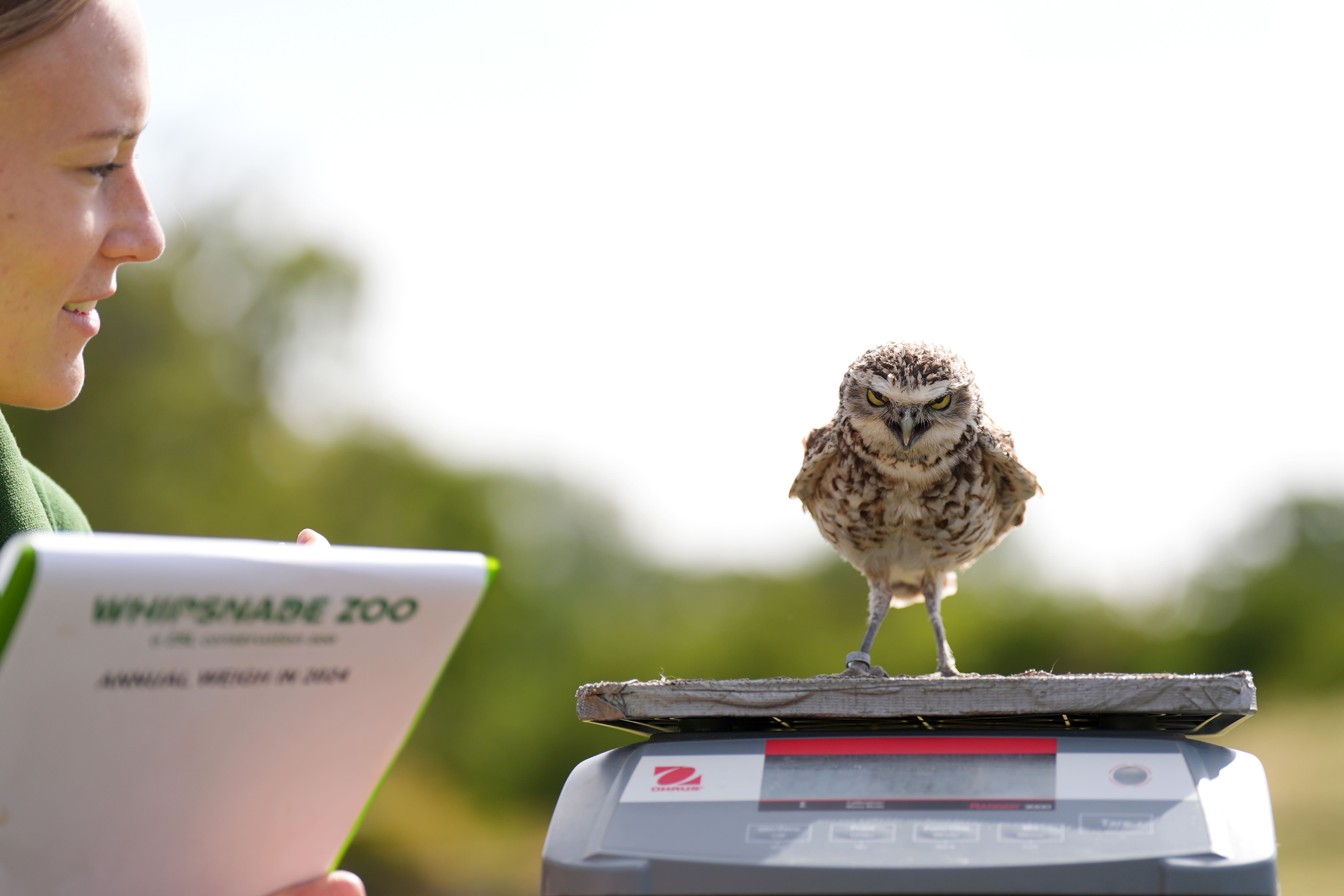 Burrowing owl Ettie was weighed by keeper Anna Brink (Joe Giddens/PA)