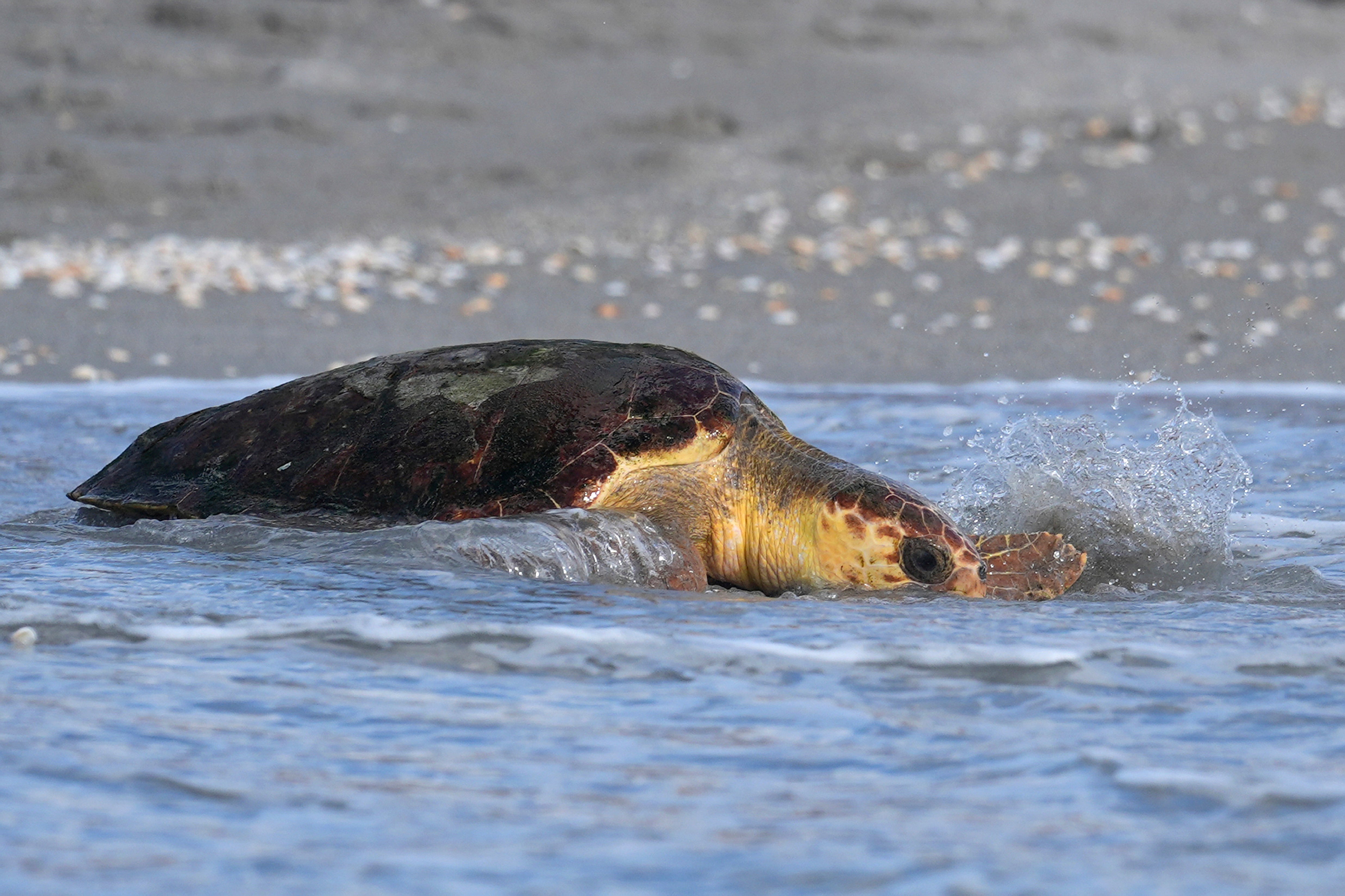 Sea Turtle Release