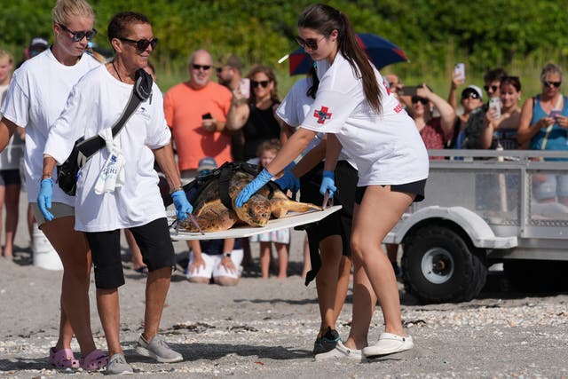 Sea Turtle Release