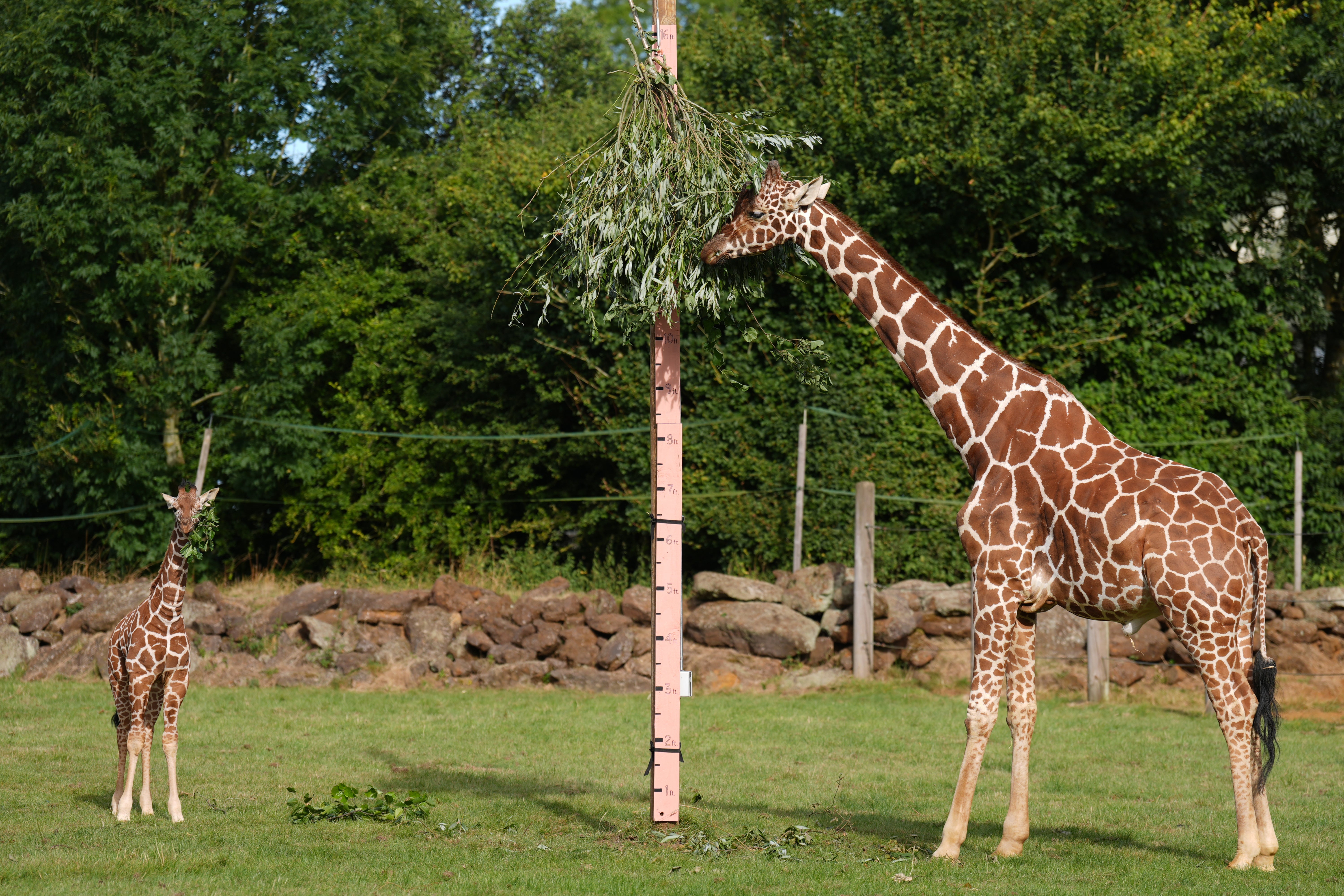 In Pictures: All creatures great and small called upon for annual zoo ...
