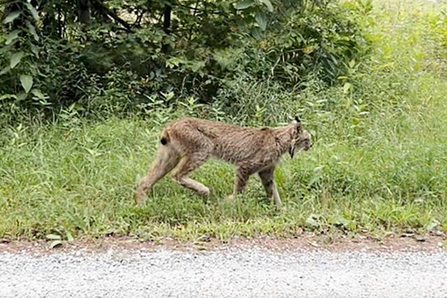 Canada Lynx Vermont