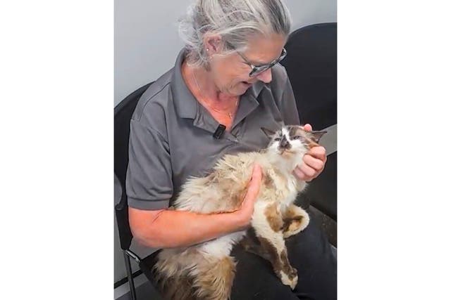 GATO PERDIDO POR 11 AÑOS