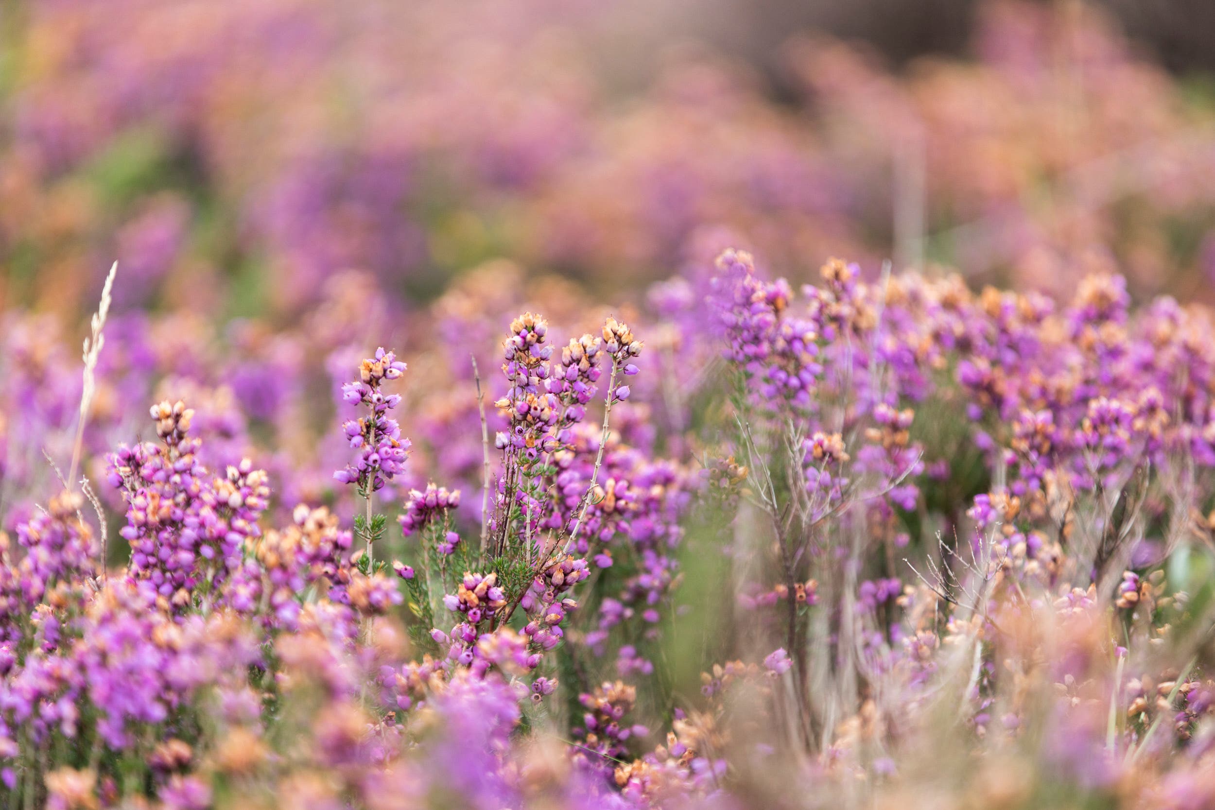 Dunwich Heath is known for its purple heather (Annapurna Mellor/ National Trust/ PA)