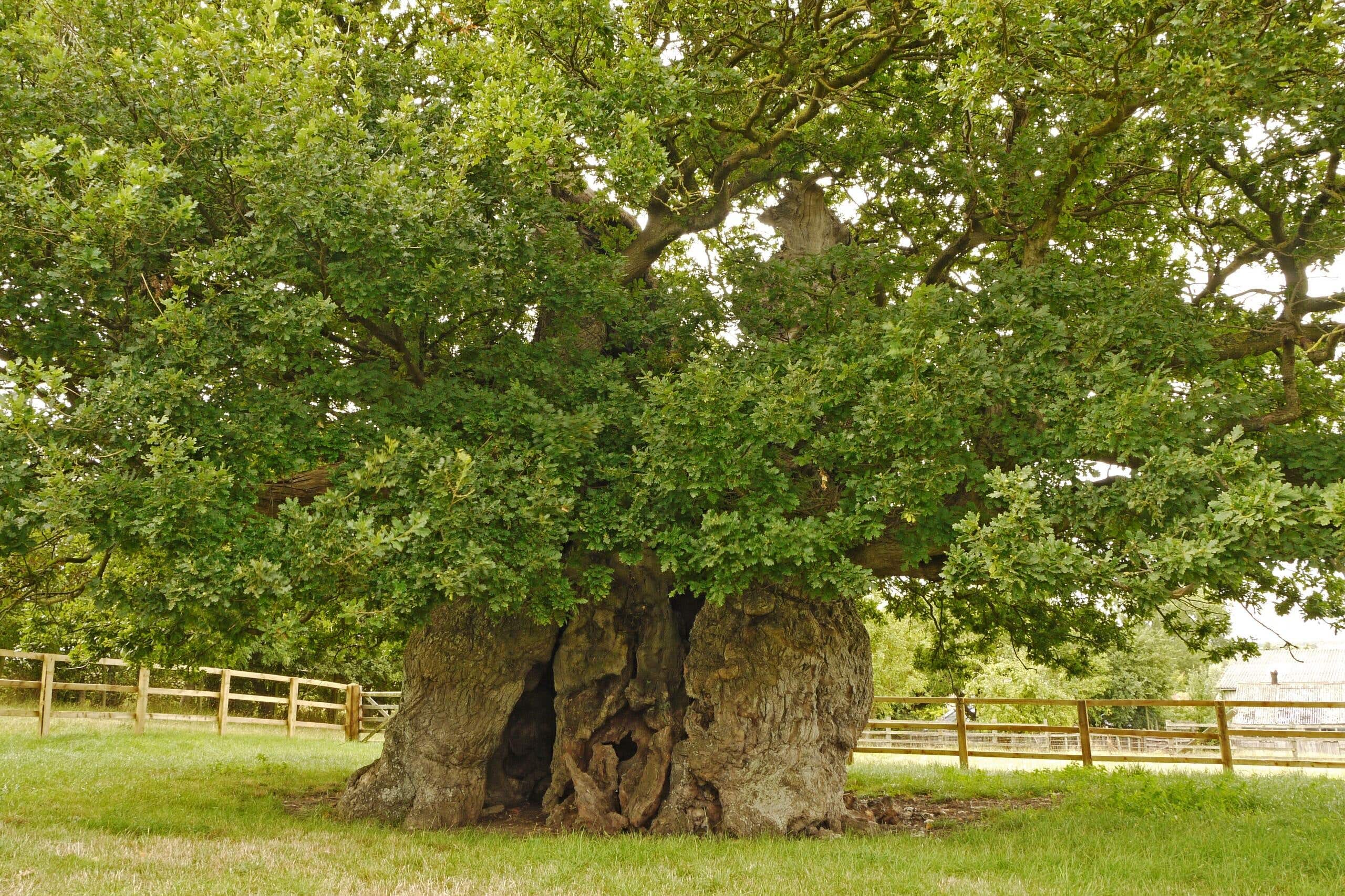 Bowthorpe Oak in Lincolnshire (Woodland Trust/PA)