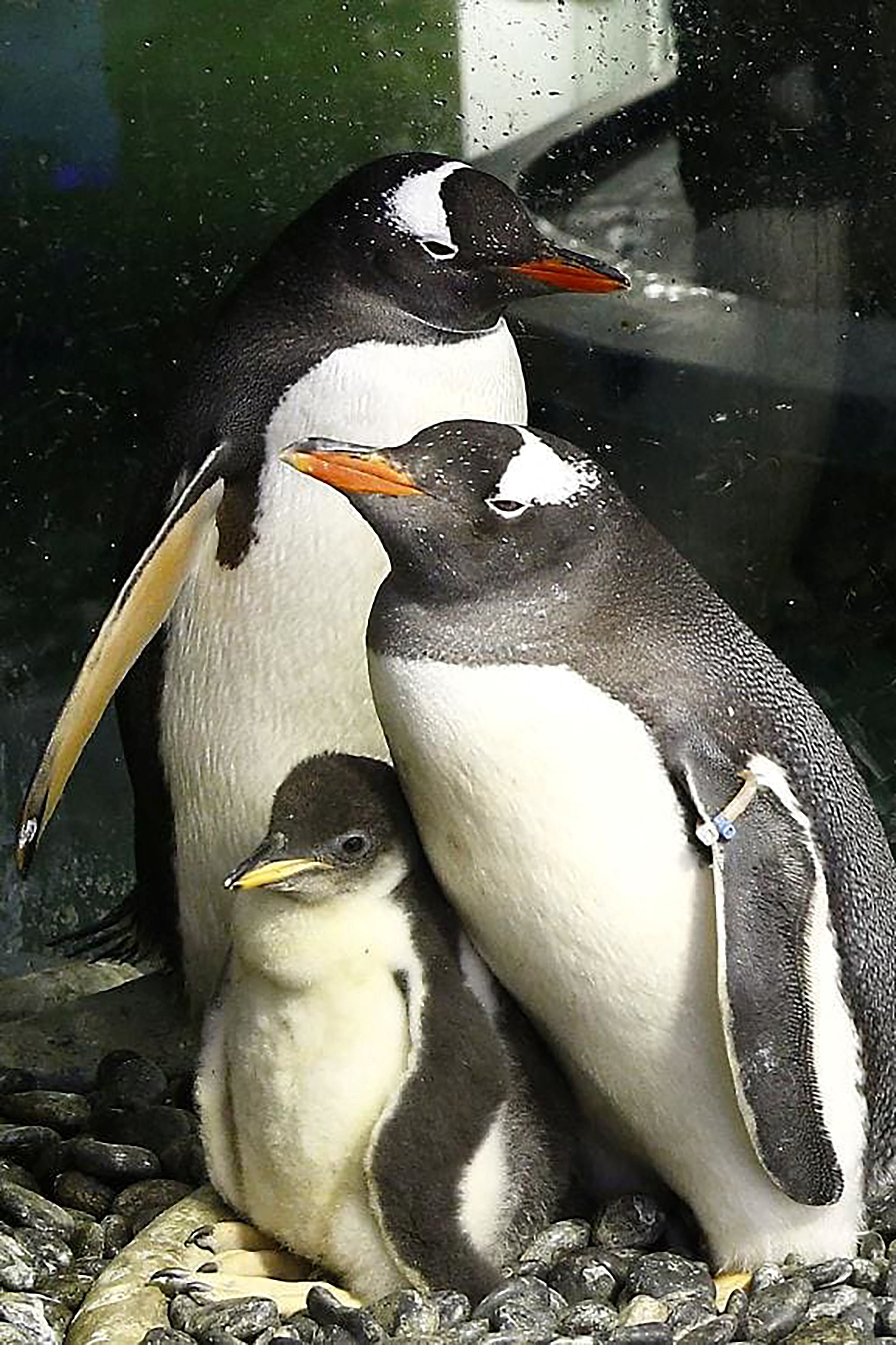 An undated handout photo supplied on 22 August 2024 by SEA LIFE Sydney shows gentoo penguin Sphen (R) and partner Magic (L) with their first chick Sphengic at the SEA LIFE Sydney Aquarium