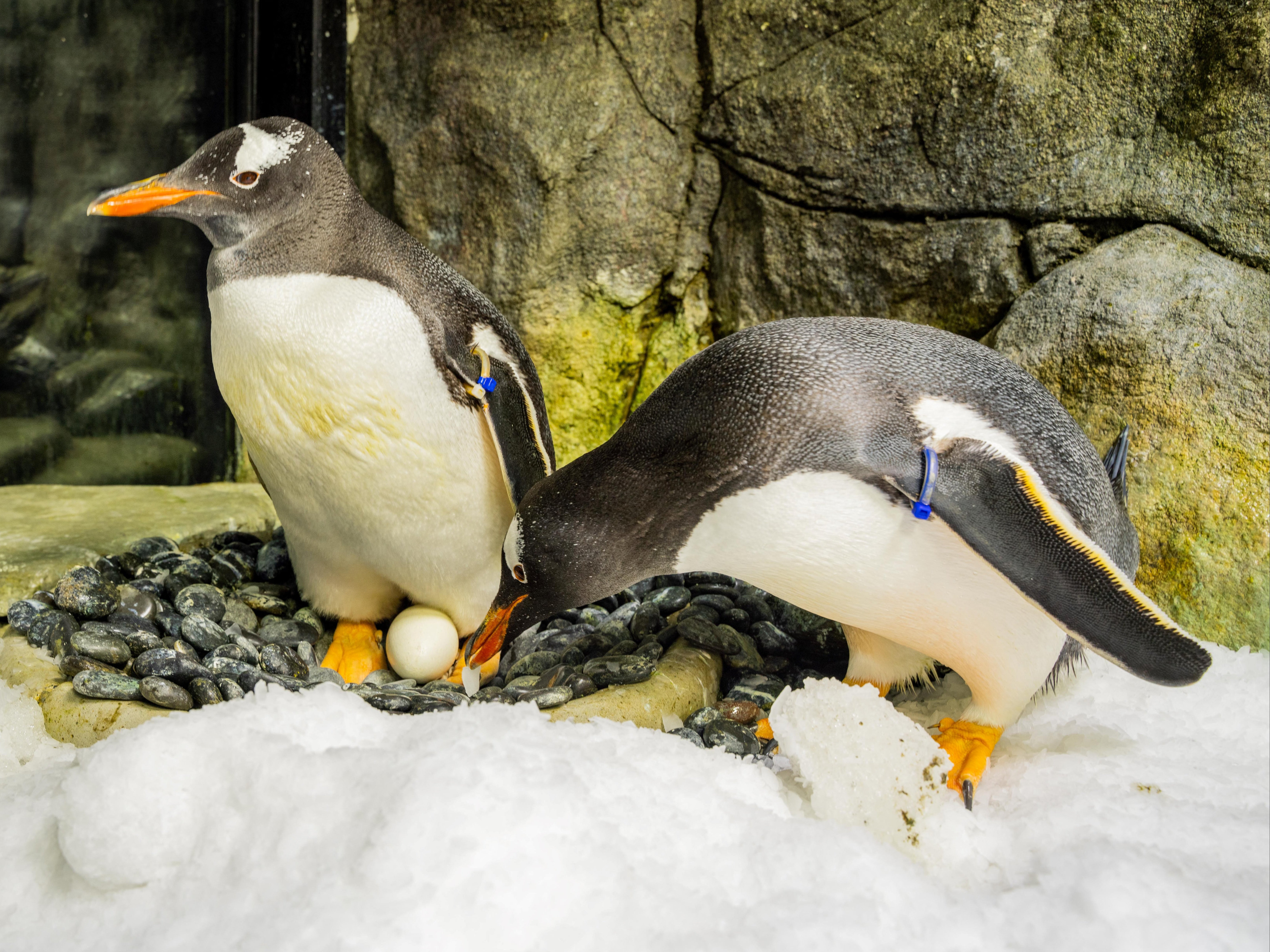 An undated handout photo supplied on 22 August 2024 by SEA LIFE Sydney shows gentoo penguin Sphen (L) and partner Magic (R) tending to an egg at the SEA LIFE Sydney Aquarium. One-half of a famous same-sex penguin couple, Sphen, has died aged 11 at the aquarium. The gentoo penguin was known for adopting and raising two chicks with his partner Magic since 2018