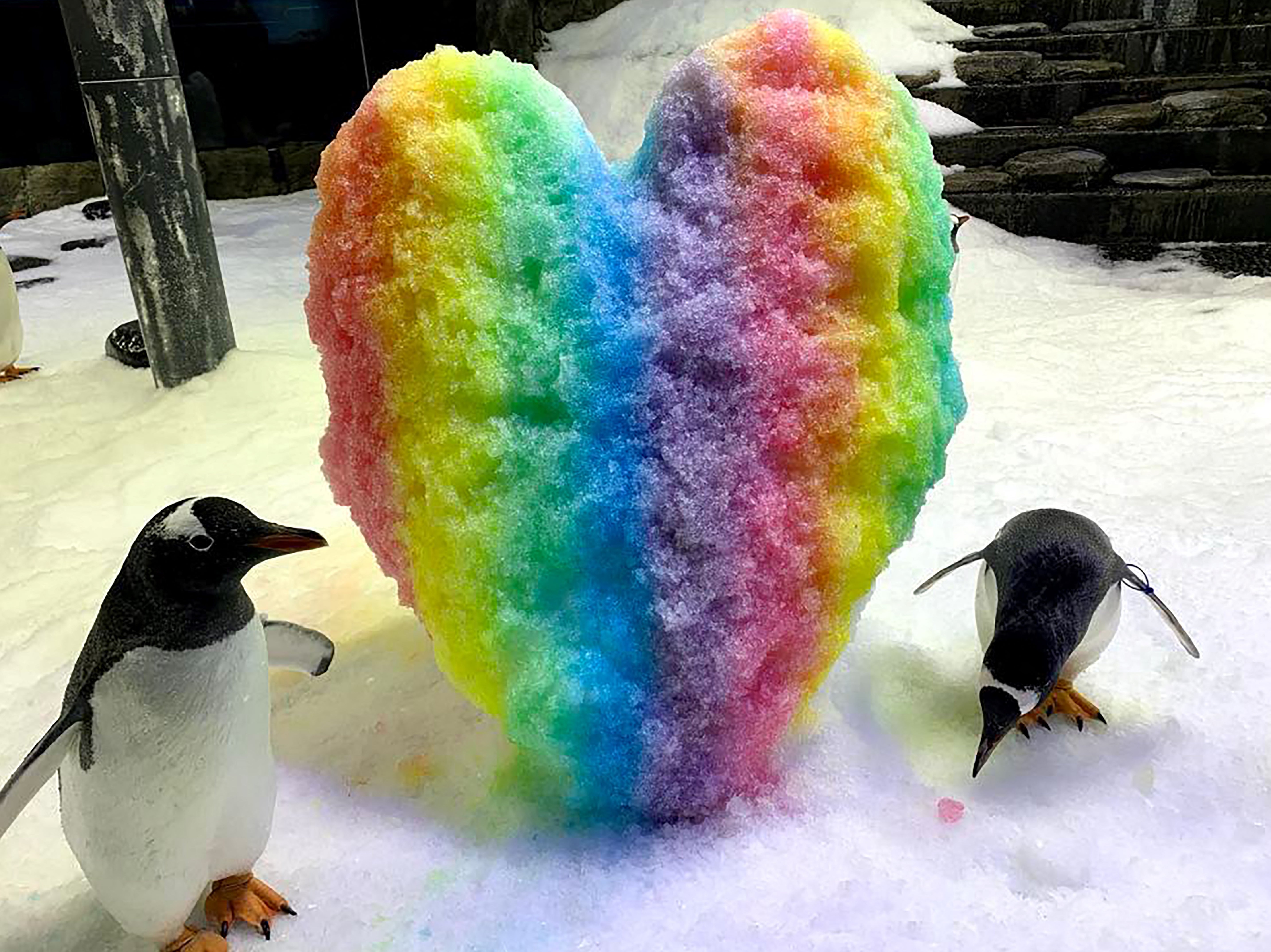 An undated handout photo supplied on 22 August 2024 by SEA LIFE Sydney shows gentoo penguin Sphen (L) at the SEA LIFE Sydney Aquarium. One-half of a famous same-sex penguin couple, Sphen, has died aged 11 at the aquarium. The gentoo penguin was known for adopting and raising two chicks with his partner Magic since 2018