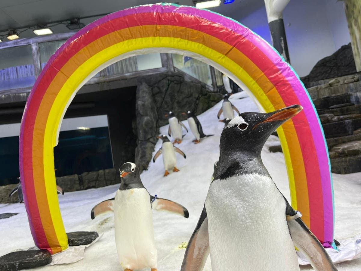 Sphen, one half of the world-famous gay penguin couple, has died – partner Magic mourns