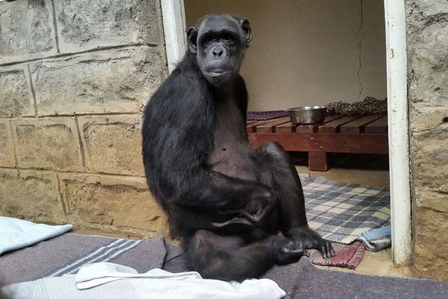 <p>Orphan chimpanzee Chocolat is settling into her new home at Monkey World in Dorset after being delivered to her new home by courier company DHL Express </p>