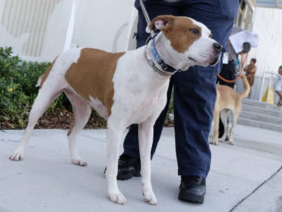 An American bulldog