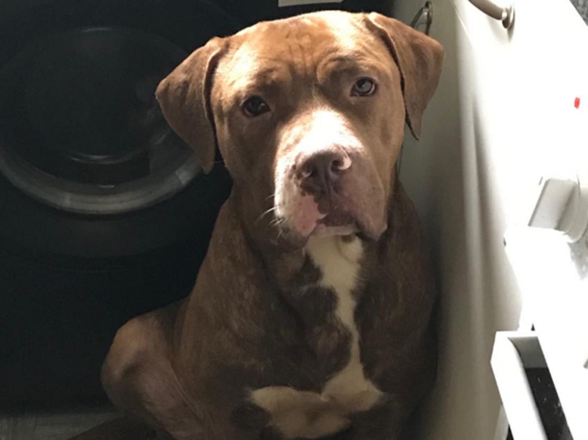 Police hunting ‘up to three’ dogs after man found dead outside home Police hunting ‘up to three’ dogs after man found dead outside home