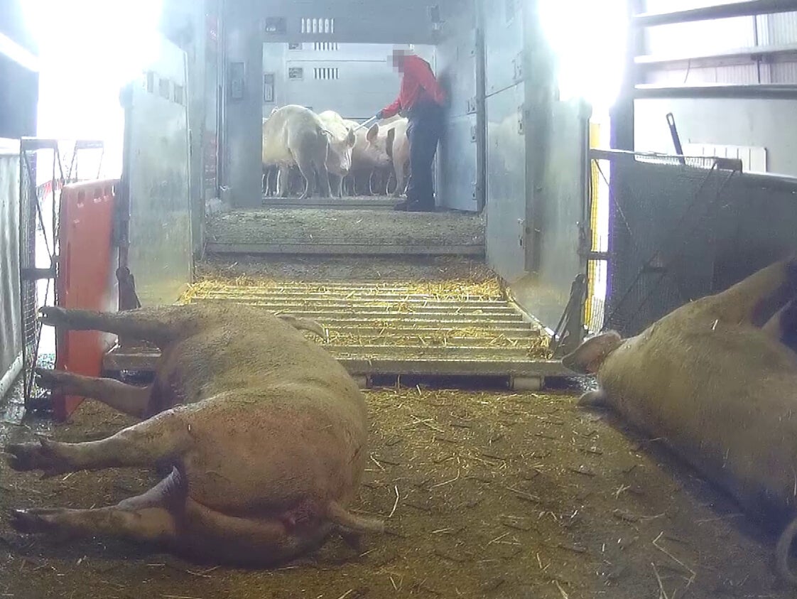 Workers hit the pigs to get them to leave the lorry