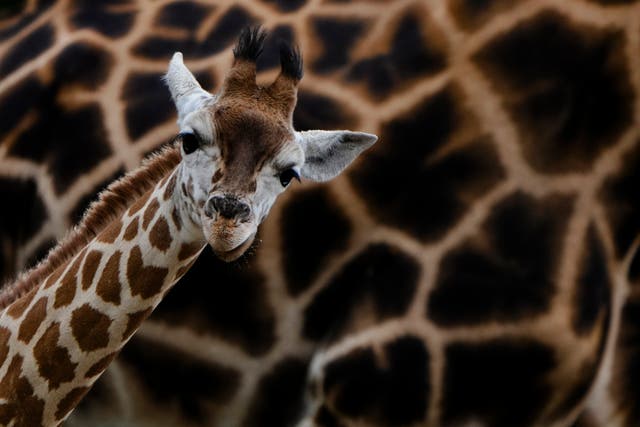 APTOPIX Germany Zoo Giraffes