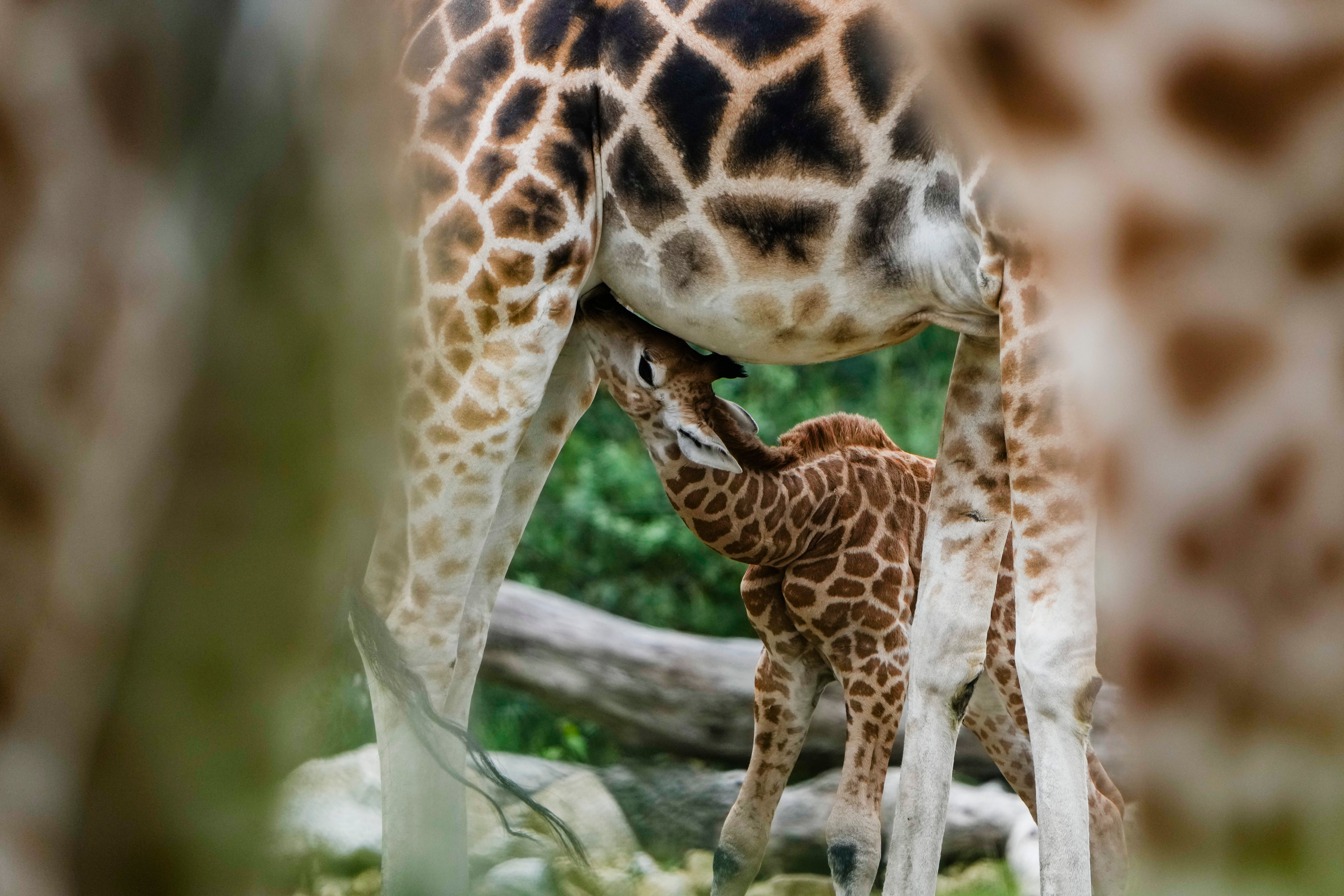 Germany Zoo Giraffes