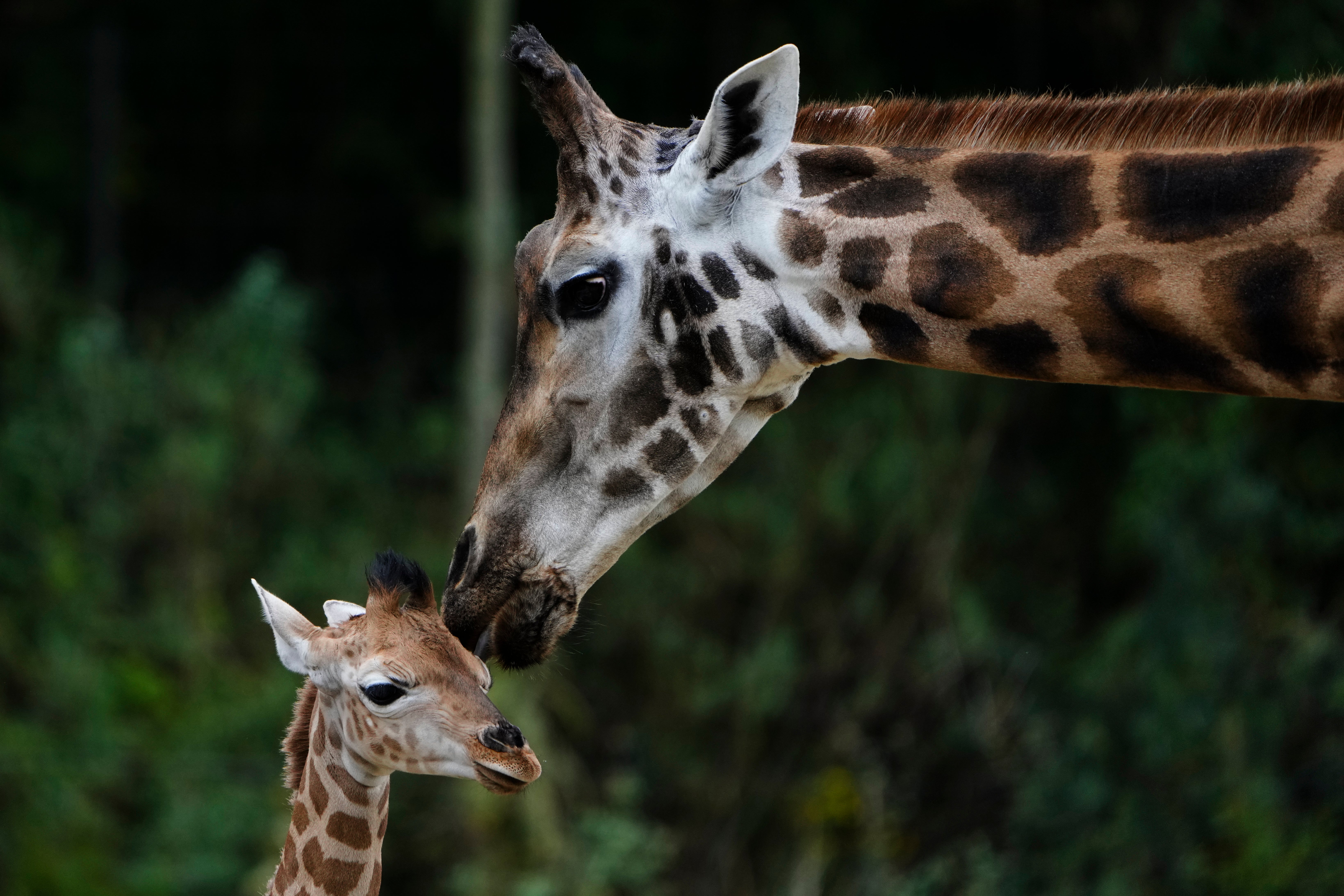 Germany Zoo Giraffes