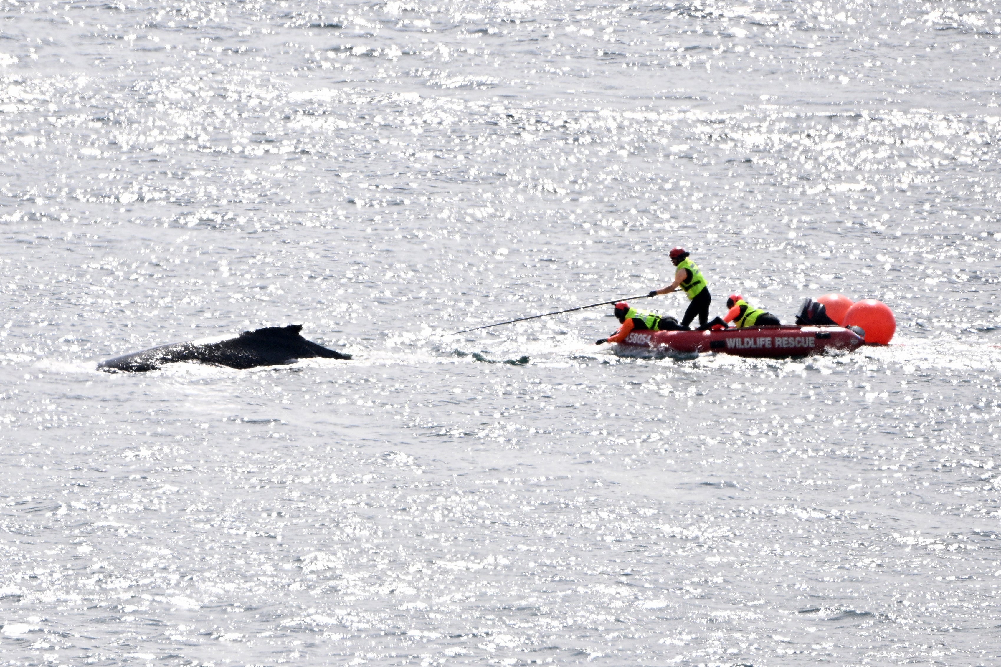 Australia Whale Rescue