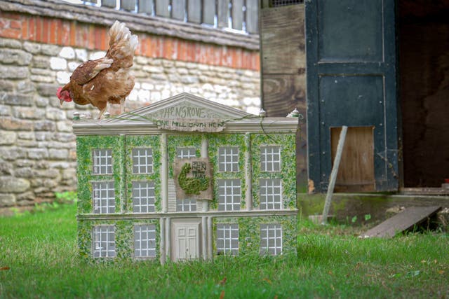 The King has named the one millionth hen to be rehomed by the British Hen Welfare Trust Henrietta (Simon Moore/British Hen Welfare Trust/PA)