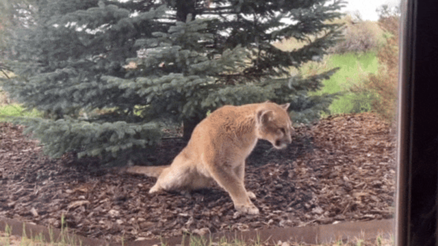 <p>A young female mountain lion struggles outside a Colorado home in 2023. This mountain lion was the first documented case of staggering disease in North America. </p>