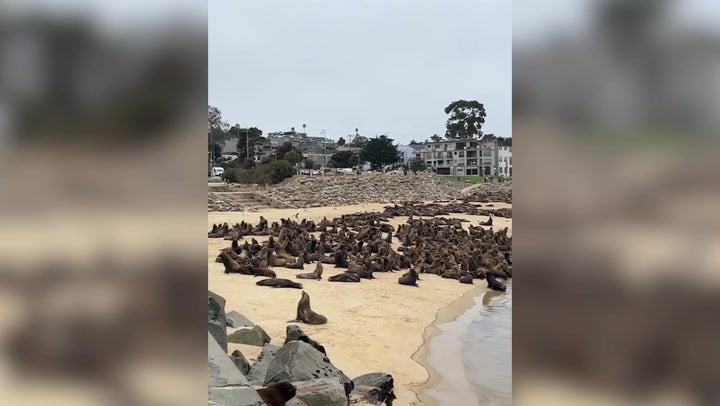 <p>Hundreds of sea lions take over popular tourist beach forcing closure to public.</p>