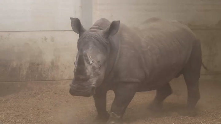 <p>Two new southern white rhinos hoisted into new home at Woburn Safari Park.</p>
