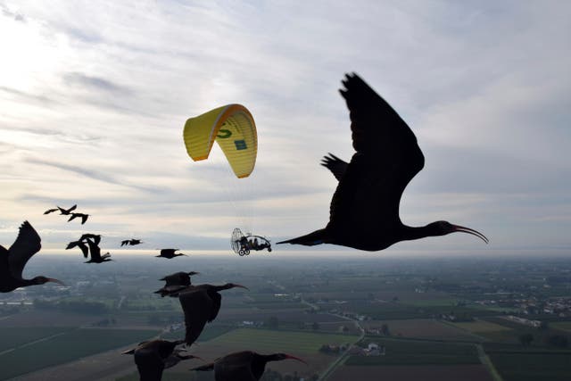 <p>The Ibis is back in Europe </p>