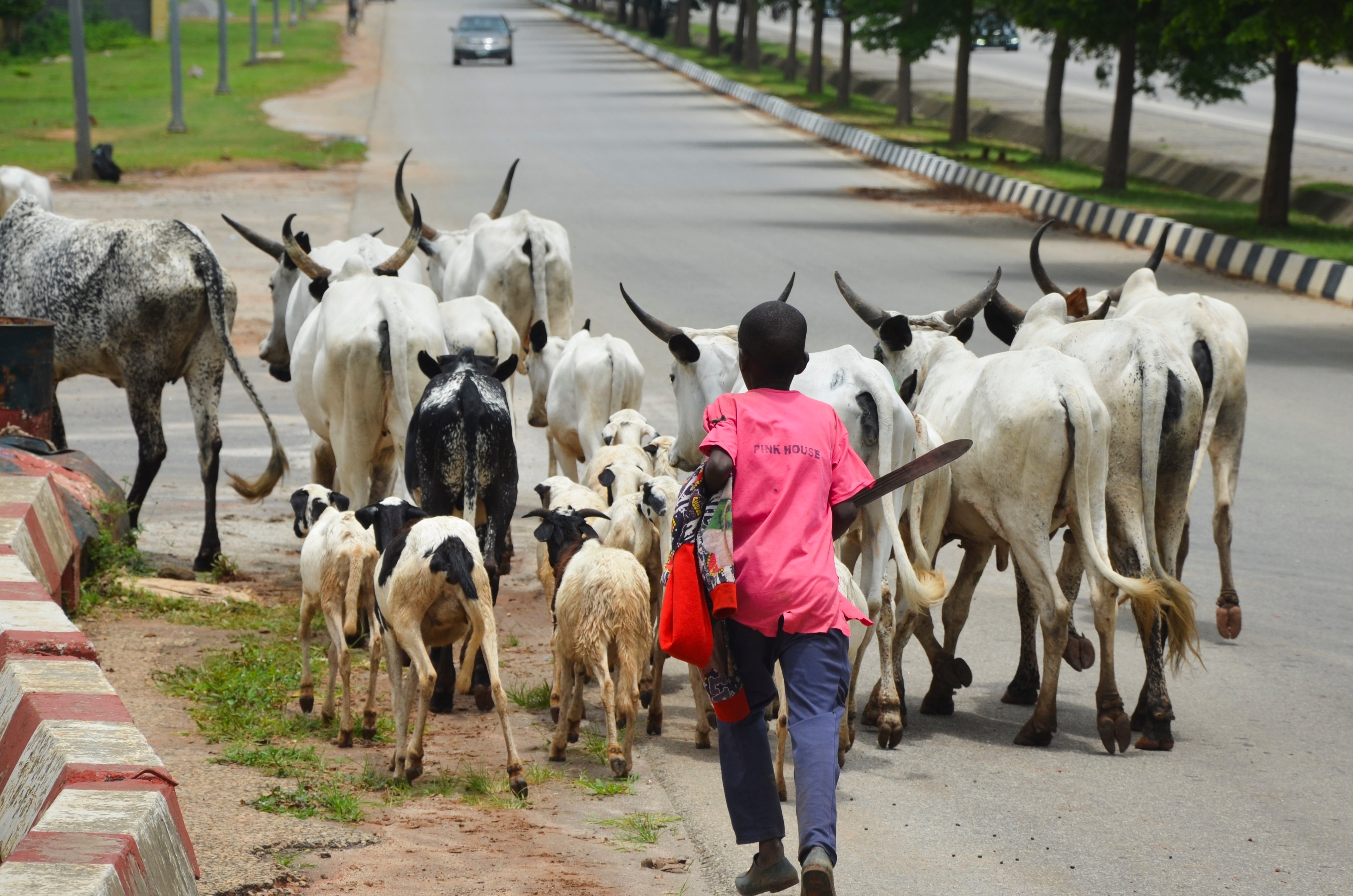 Nigeria Abuja Cattle Roaming
