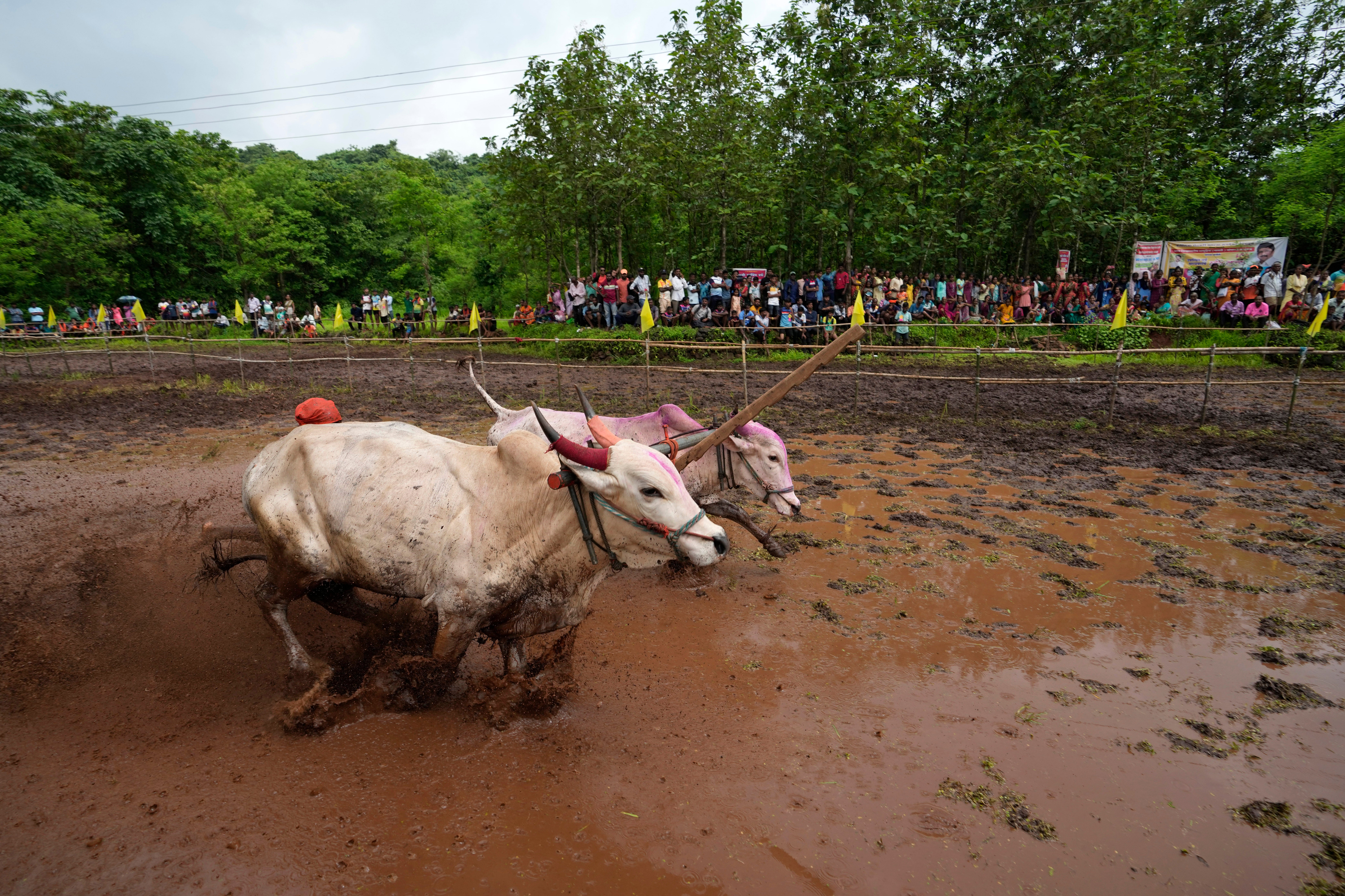 India Oxen Race Photo Gallery