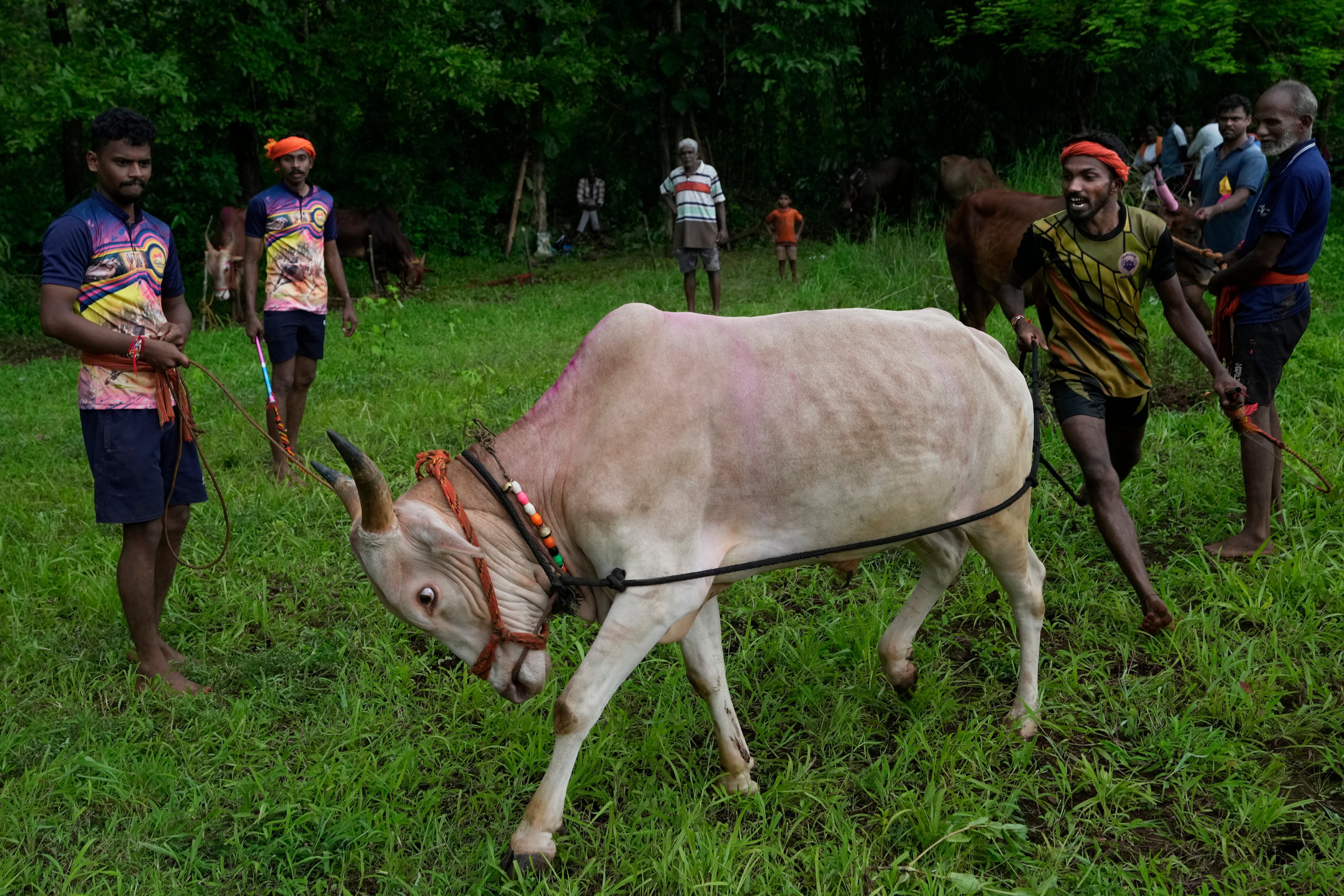 India Oxen Race Photo Gallery