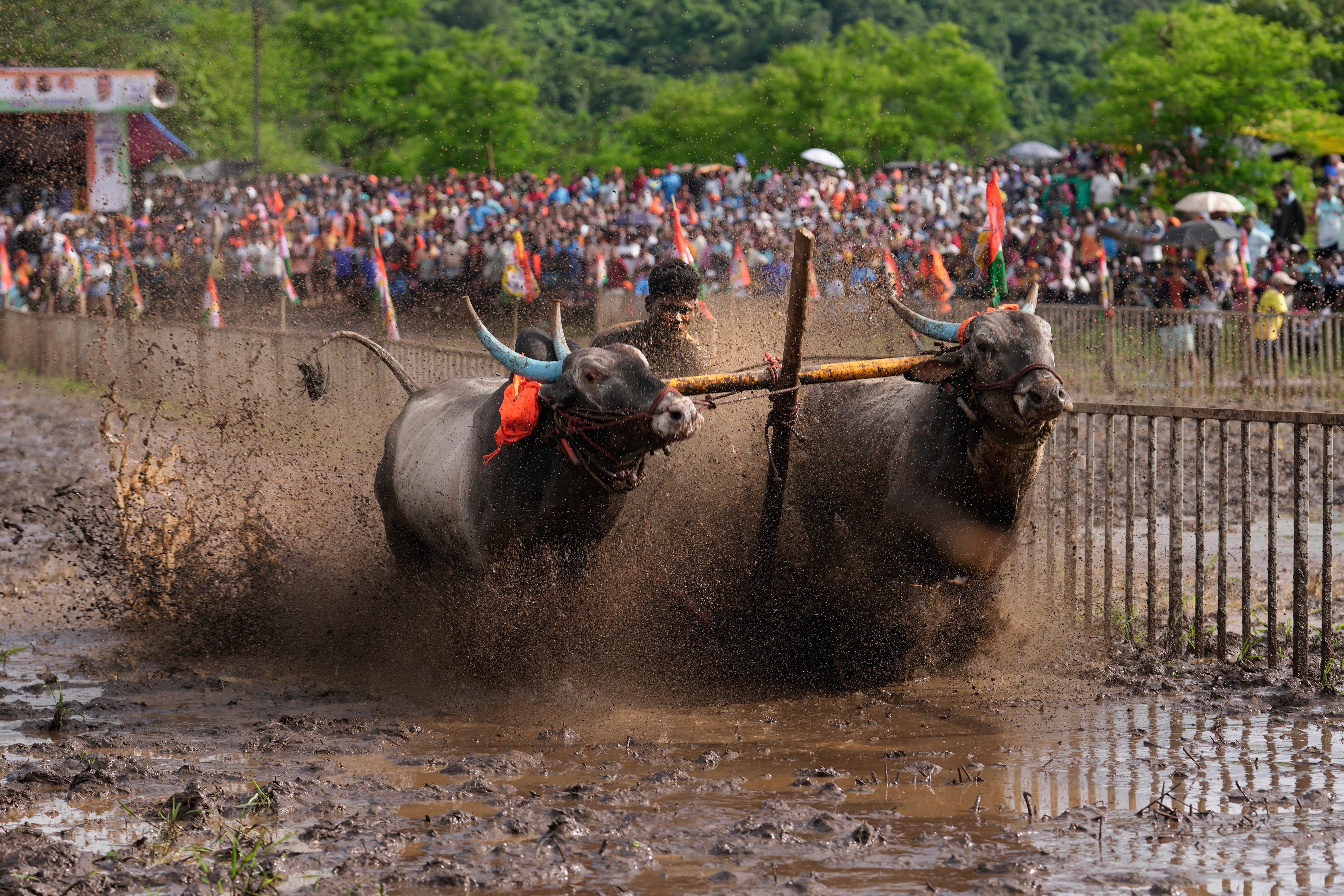 India Oxen Race Photo Gallery