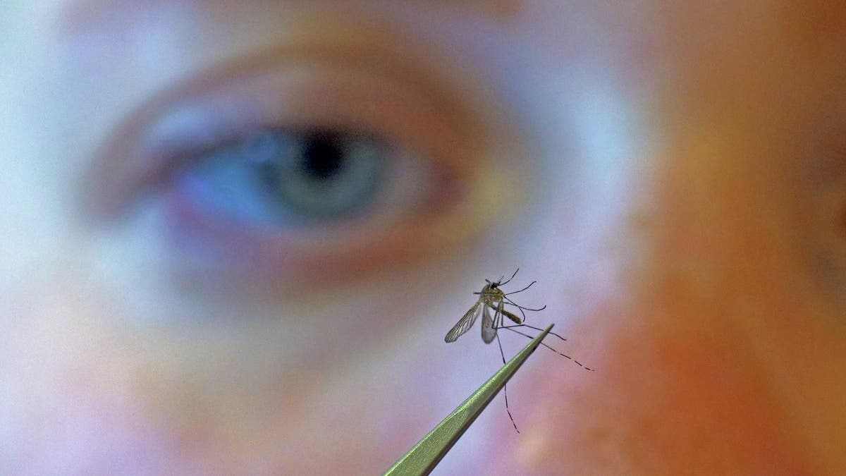 Rare cases of Eastern equine encephalomyelitis and West Nile virus put mosquitoes back in the spotlight