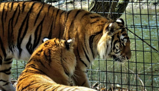 The tigers at the Cohanzick Zoo in Bridgeton, New Jersey