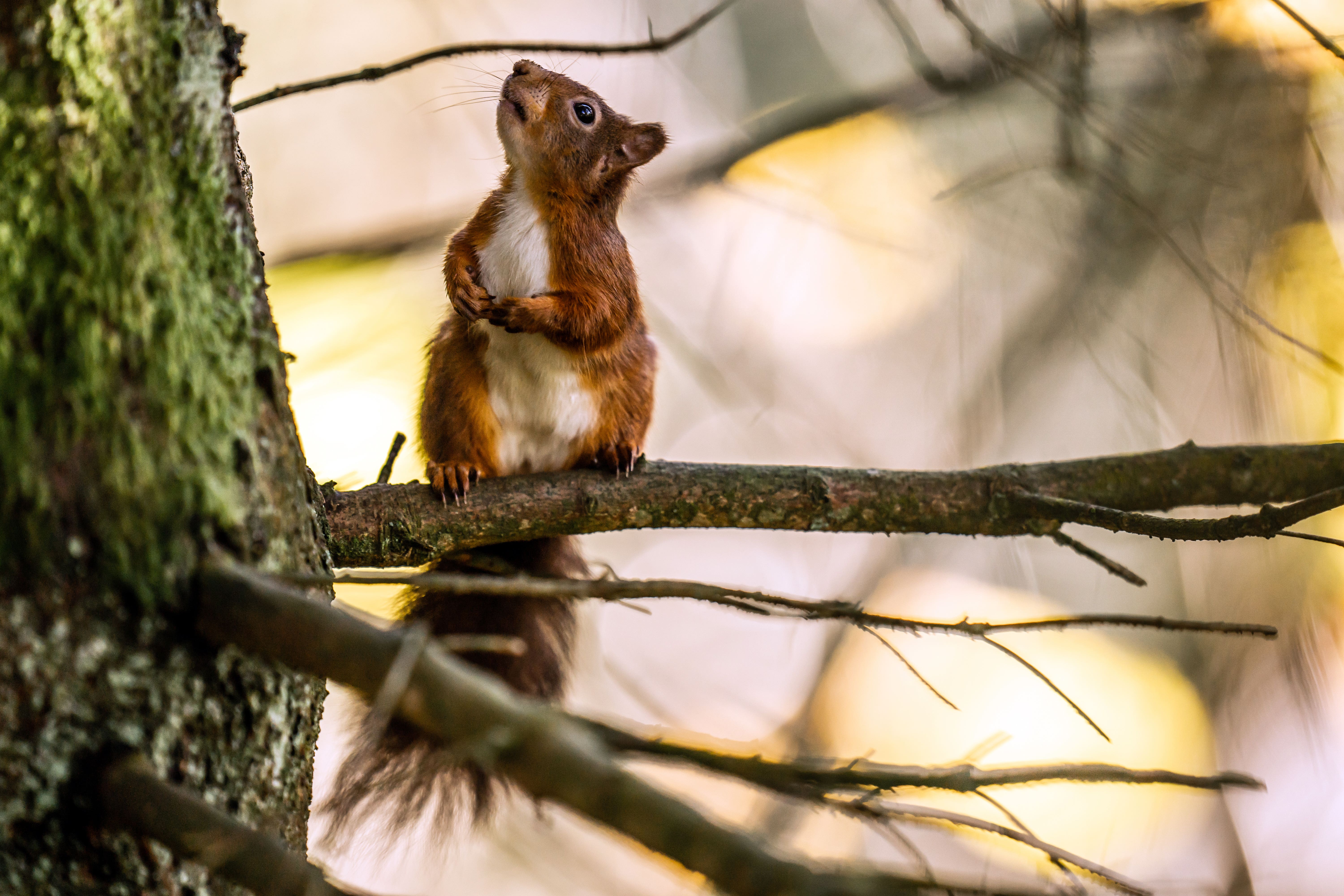 The two squirrels boarded the train in Surrey and quickly disrupted the journey to Gatwick (Danny Lawson/PA)