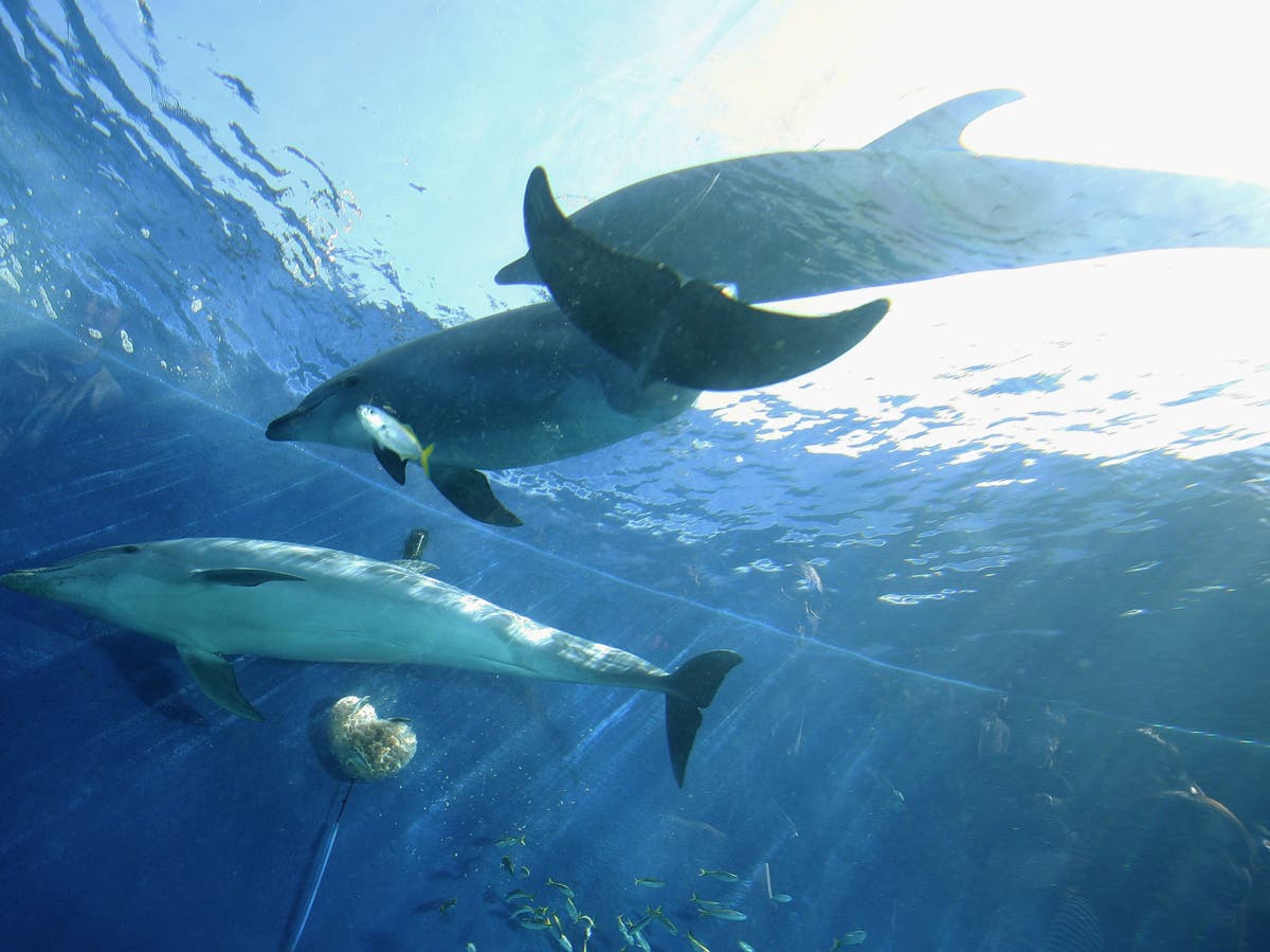 ‘Lonely’ and sexually frustrated dolphin blamed for spate of attacks on beachgoers