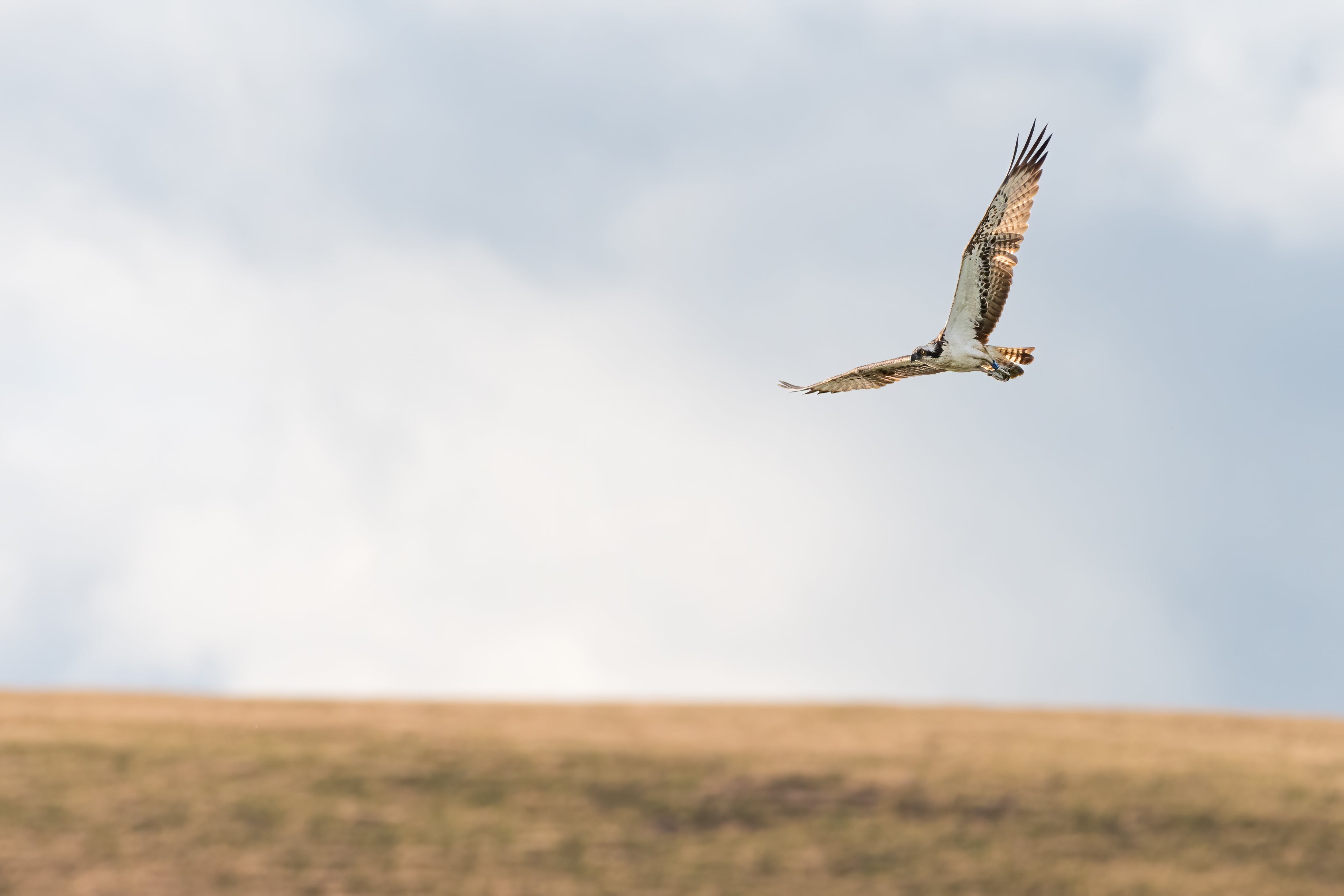 The osprey had to be euthanised due to the extent of its injuries, police said