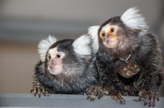 <p>Mother and daughter marmosets Bhumi and Belle </p>