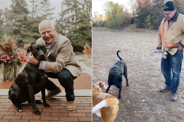 <p>The photo on the left shows Tim Walz with his dog Scout, while the right is from a dogpark where he was pictured with another dog </p>