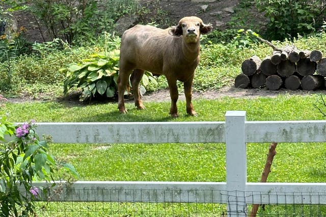 <p>An escaped water buffalo on the lamb from police looks on Saturday</p>