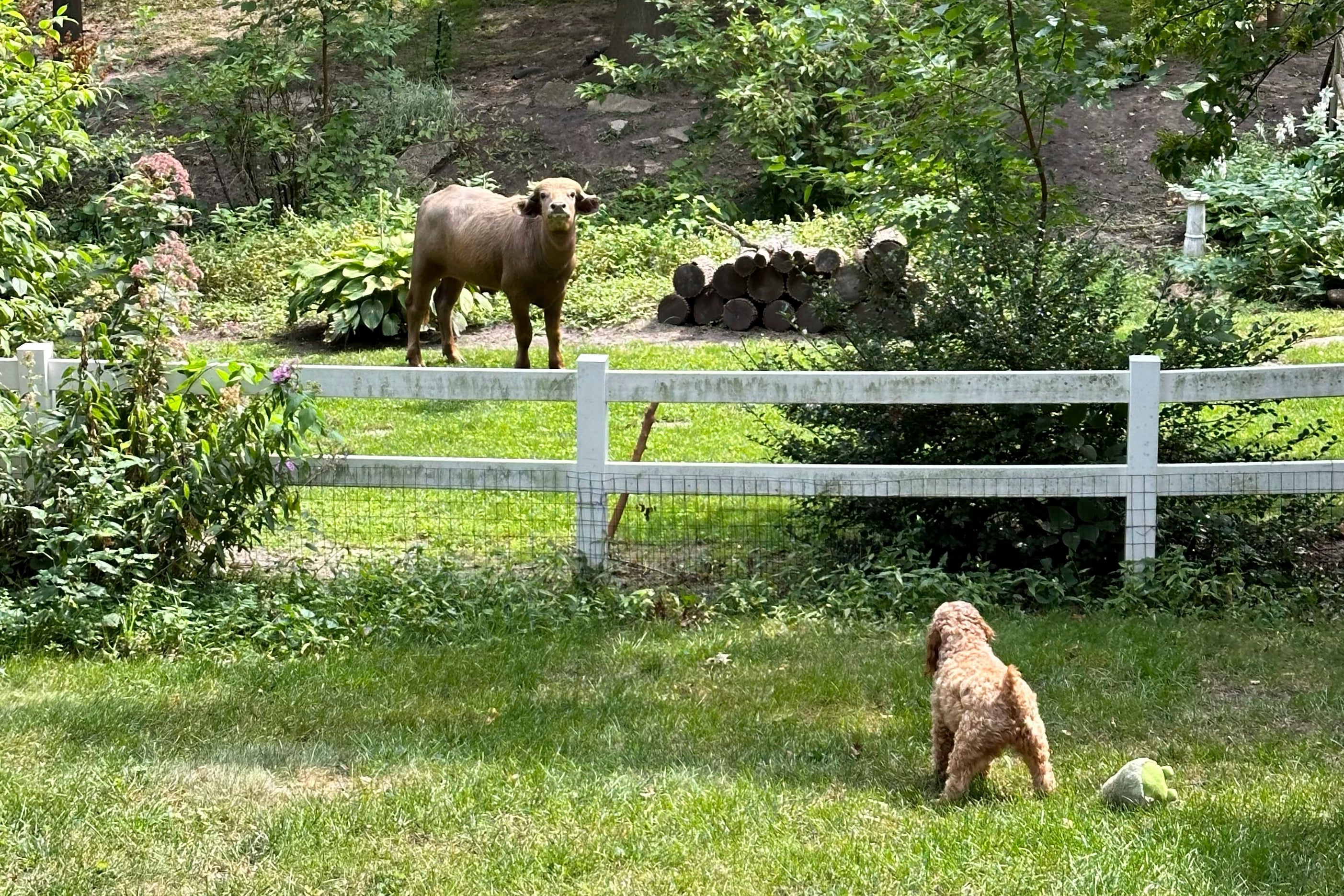 Iowa Water Buffalo