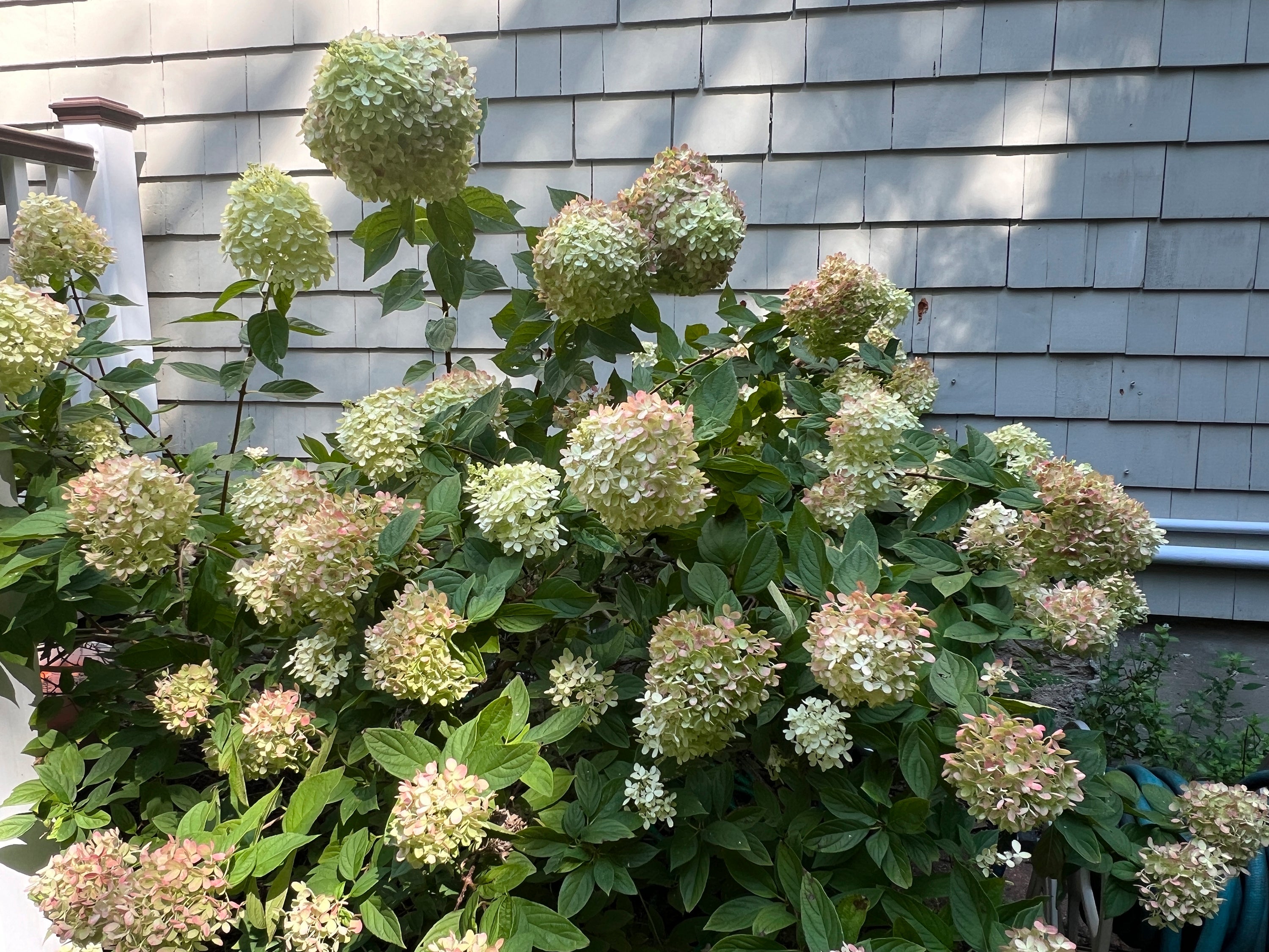 Gardening-Under the Evergreens