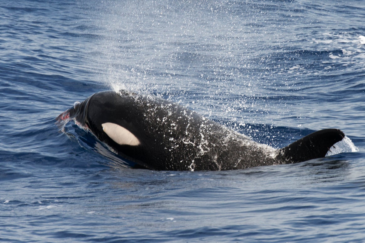 Orca attacks off the Spanish coast have become increasingly common