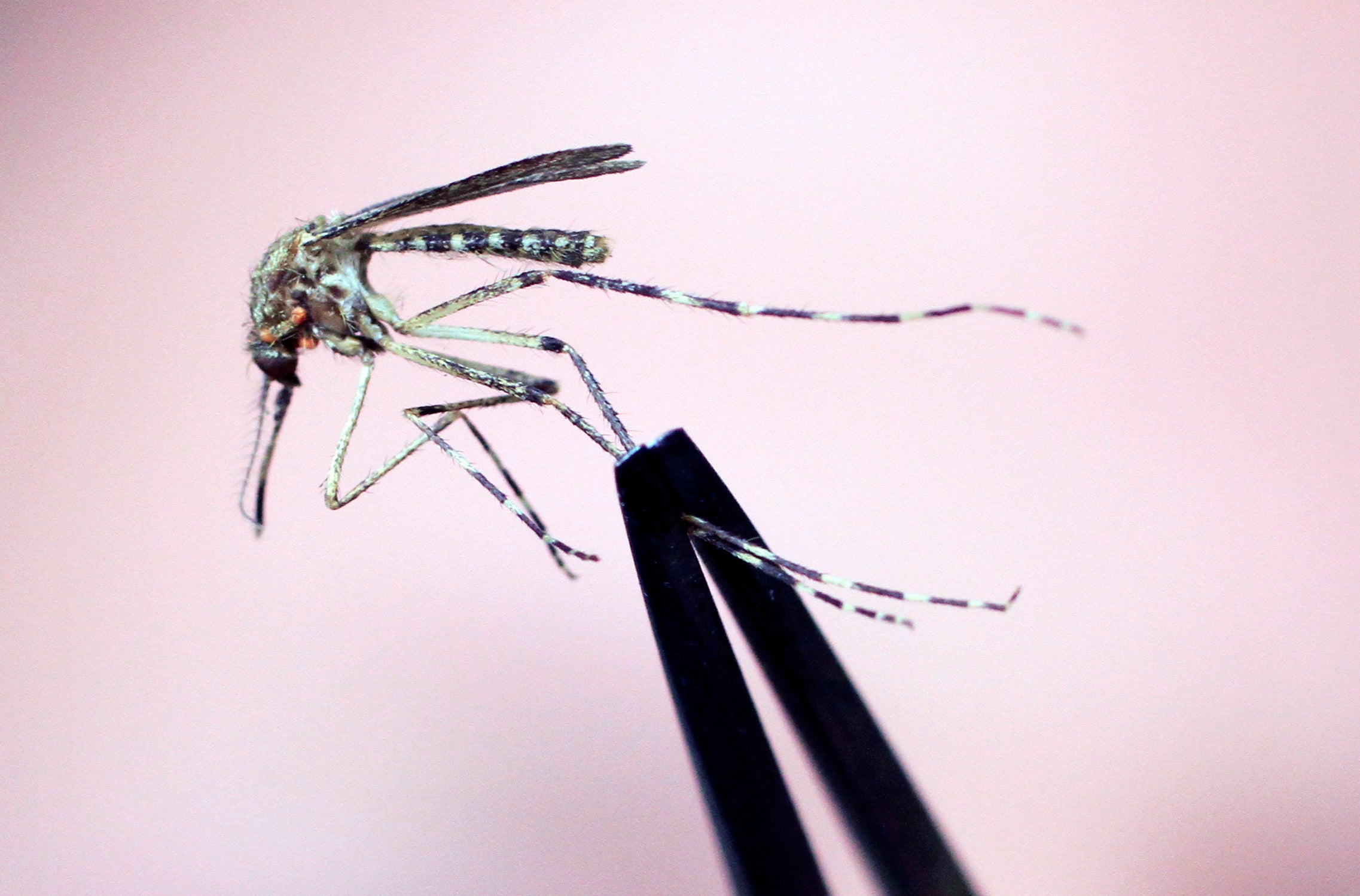 A Cattail mosquito is held up for inspection at the Maine Medical Center Research Institute in South Portland. New Hampshire saw its first case of the mosquito-borne Eastern Equine Encephalitis this week.