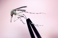 New Hampshire resident dies after contracting mosquito-borne encephalitis virus