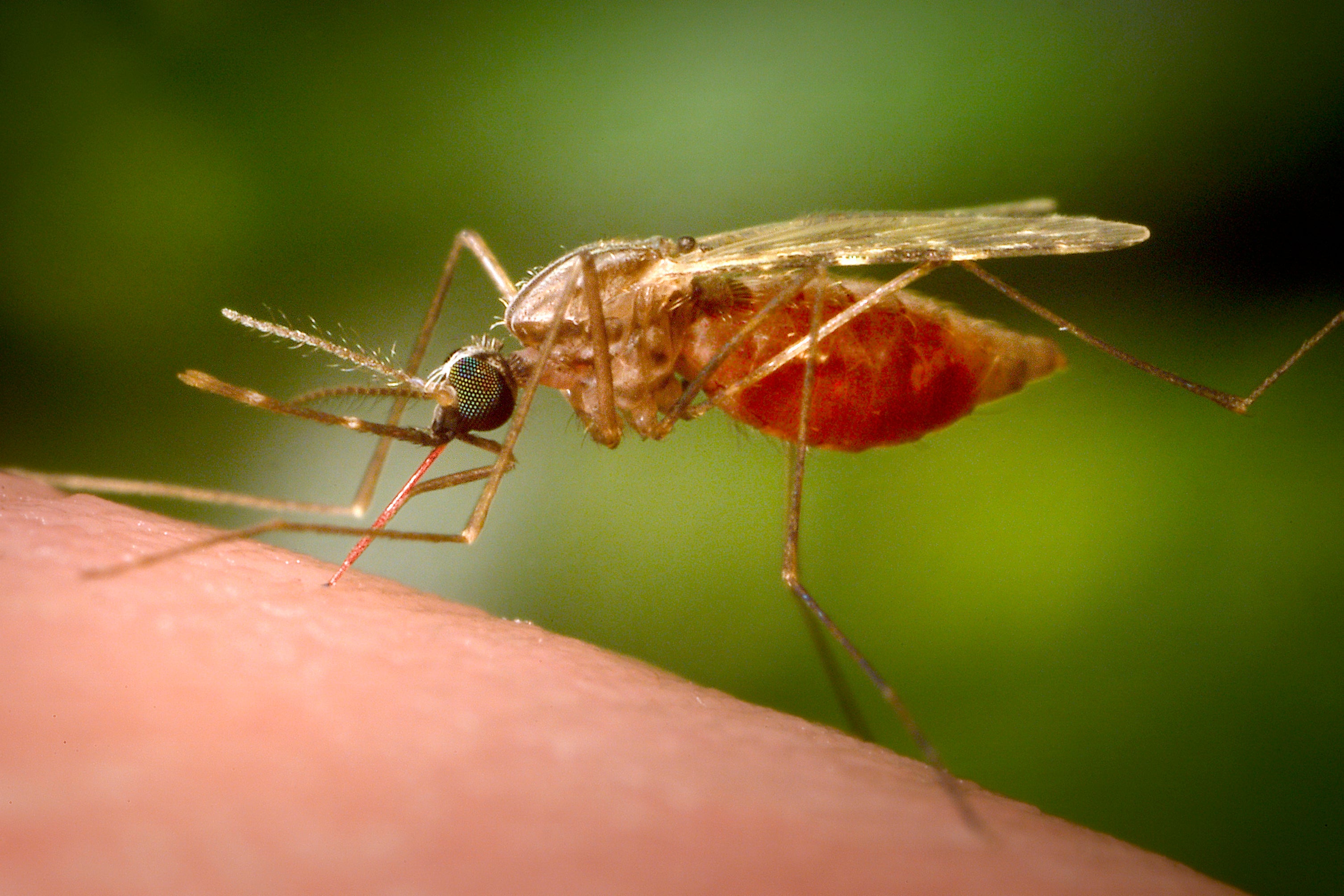 A mosquito sits on human skin. Infected mosquitoes pass the virus to humans, with severe consequences including death.