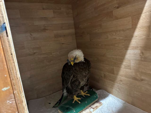 <p>The eagle’s upper beak was nearly split in half by the bullet. It also had an injured left wing and suffered from lead poisoning. </p>