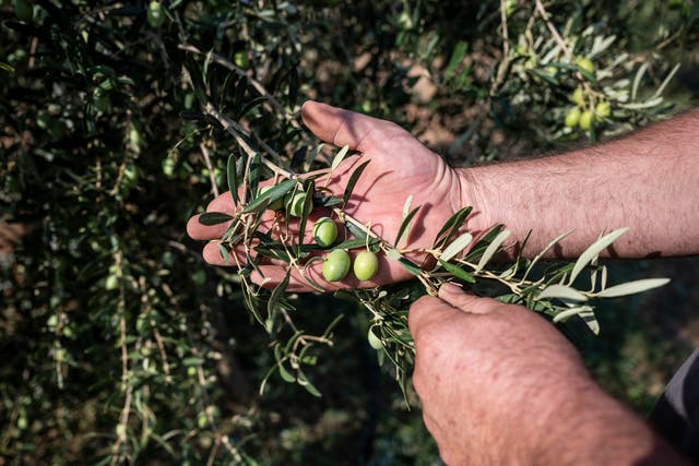 <p>Ornamental olive trees can house snakes, geckos and lizards</p>