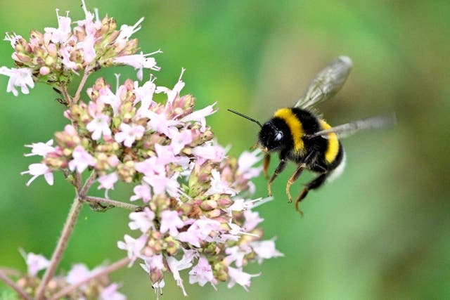 <p>A bumble bee (Bombus pratorum) forages flowers in Rennes, western France</p>