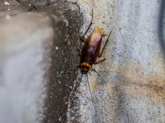 <p>File: A large cockroach is seen in the well during a game between the Houston Astros and the Chicago Cubs at Minute Maid Park on 16 May 2023 in Houston, Texas</p>