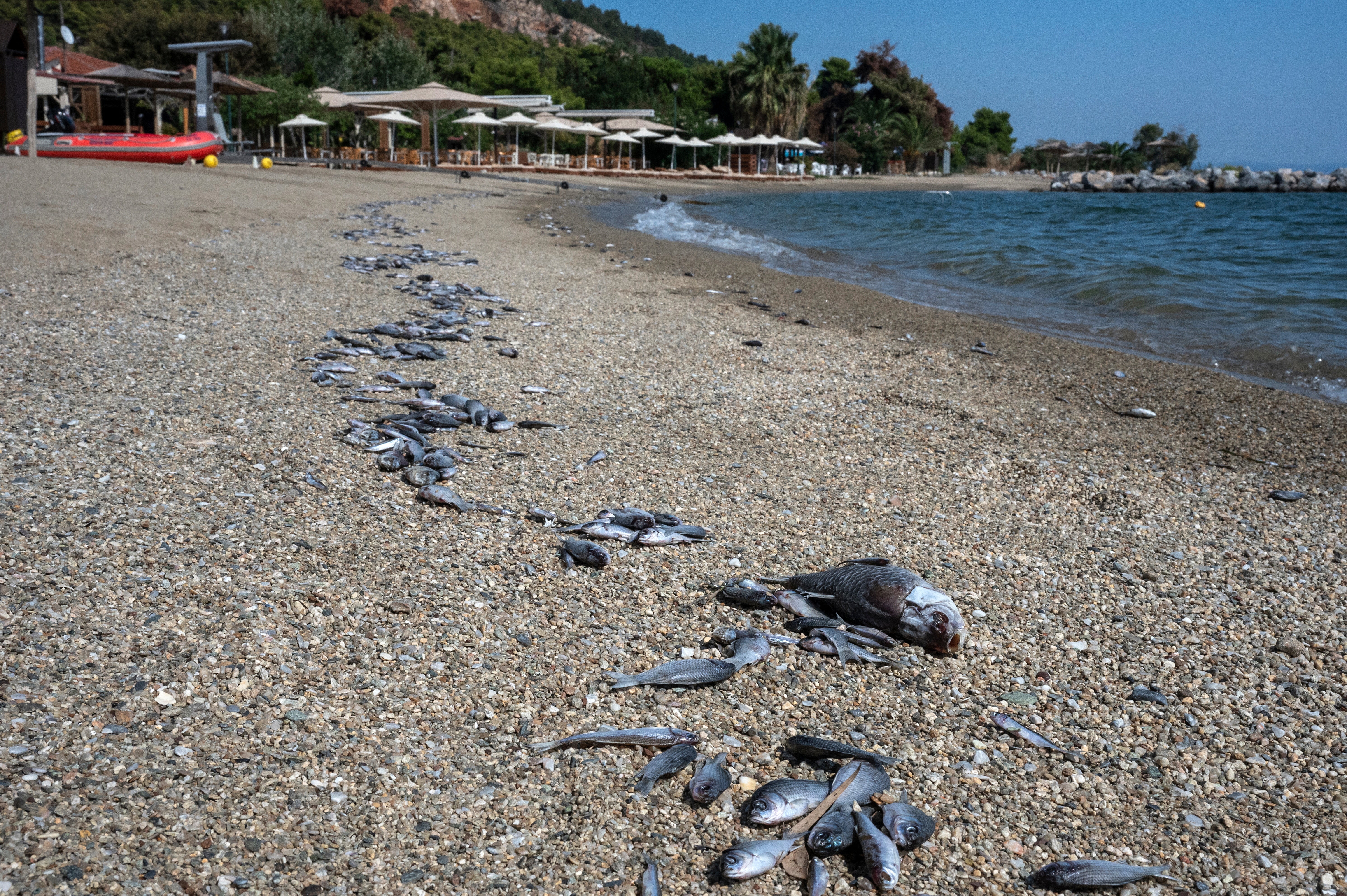 Peixes mortos são vistos na praia de Anavrou em Volos