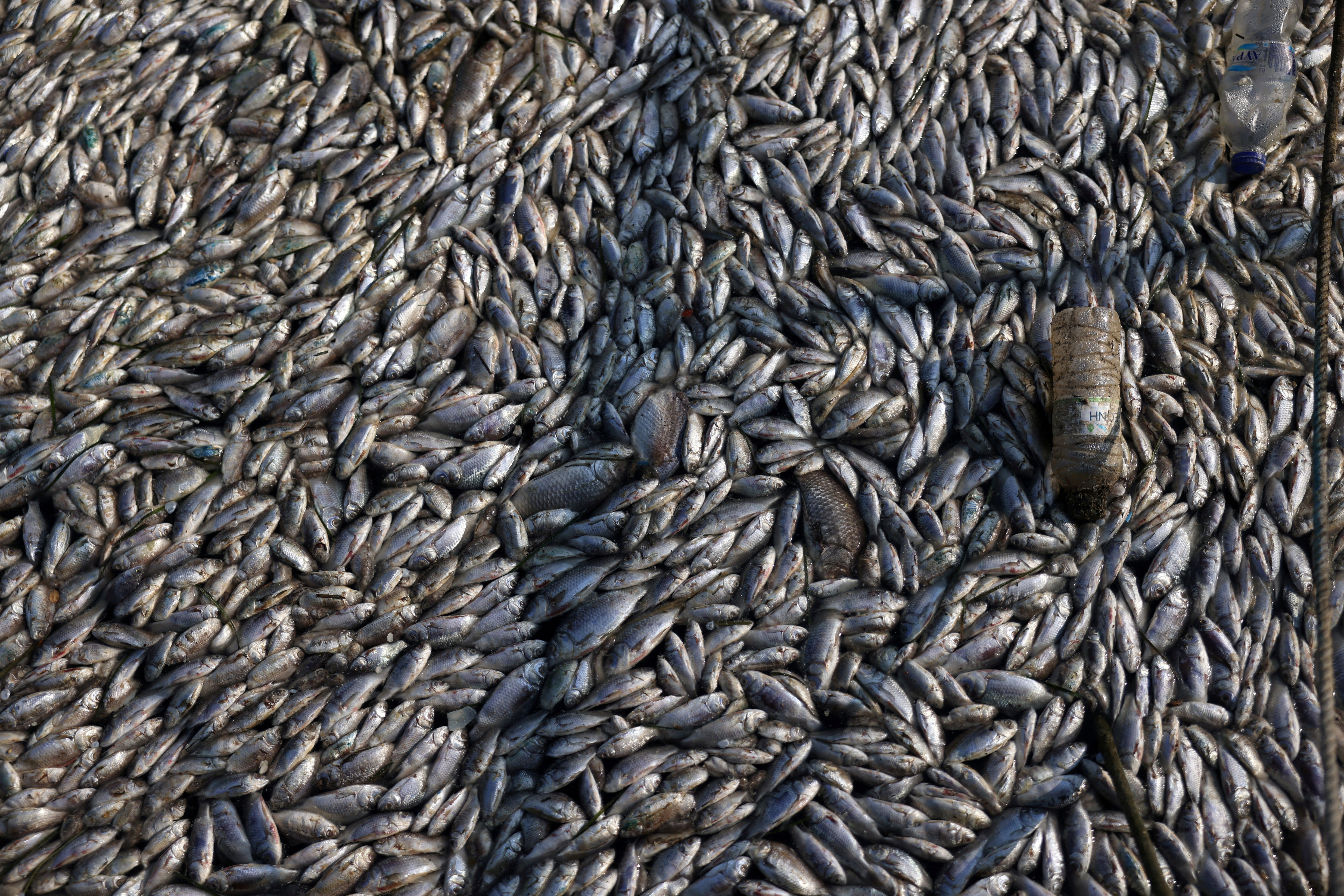 Uma imagem mostra peixes mortos, pois toneladas deles foram parar no porto de Volos, na Grécia