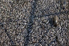 Dead fish blanket Greek tourist port after intense storms and flooding